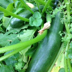 Zucchini
