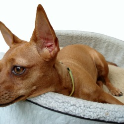 A Chihuahua laying in its bed.