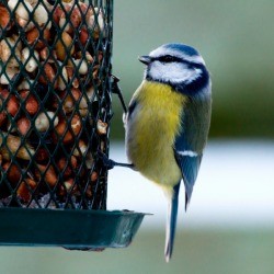 Bluetit on a birdfeeder.