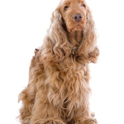 Cocker Spaniel