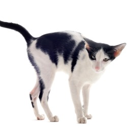 Spraying cat