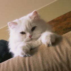 A white cat sitting on a couch.