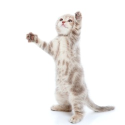 kitten playing