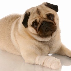 Pug with bandage leg.