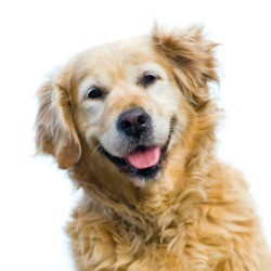 A Golden Retriever