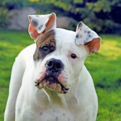 American Bulldog