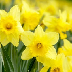 Yellow Daffodils