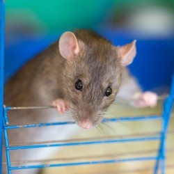 A pet rat in a cage.