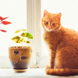 An orange cat sitting on a window sill.