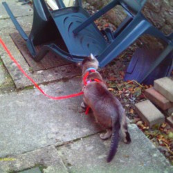Cat exploring while on leash.