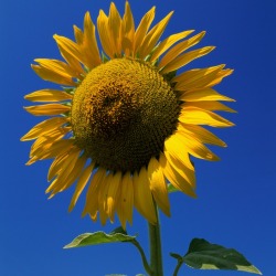 sunflower and blue sky
