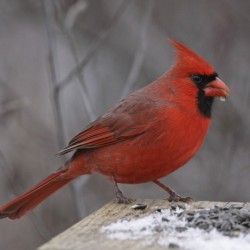 The Northern Cardinal