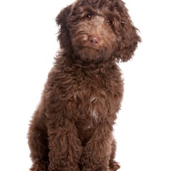 Brown Labradoodle