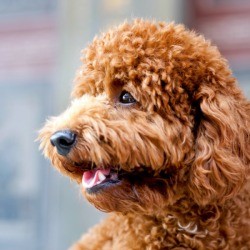Photo of an old dog.