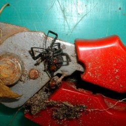 Black widow spider