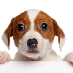 A jack russell puppy.