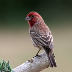 House Finch