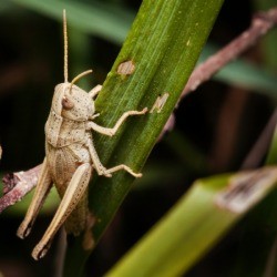 A grasshopper in the garden.