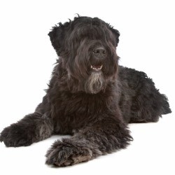 Bouvier des Flandres