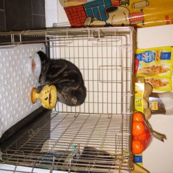 Bath Mat Inside Pet Travel Cages - cat in large cage with mat on the floor