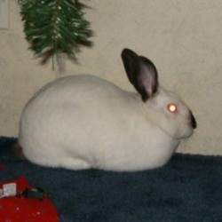 Californian Rabbit