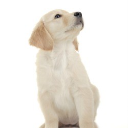 Photo of a cute puppy.