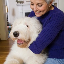 An old english sheep dog sitting on its owners lap.