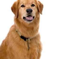 Golden Retriever Mix