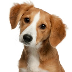 mixed breed dog