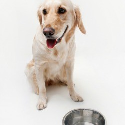A dog sitting in front of a bowl of water.