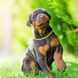 doberman puppy