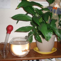 Fish and Plants Go Together
