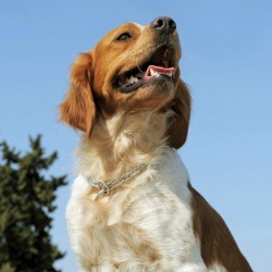 Brittany Spaniel