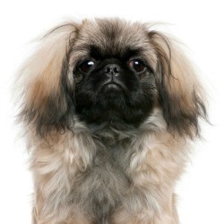 6 month old Pekingese dog.