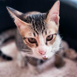Cat in Litter Box