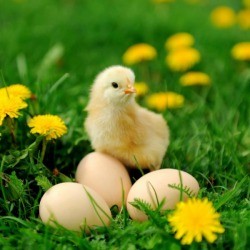 Baby Chick