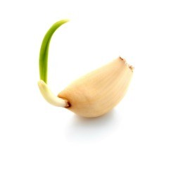 Sprouting Garlic