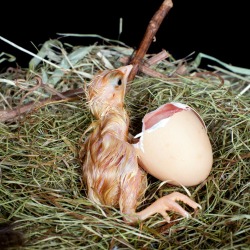 Baby Bird