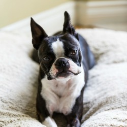 Dog In His Own Bed