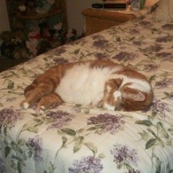 Lemon Scent to Deter Cats