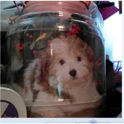 Decorated Storage Jar