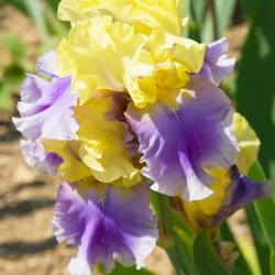 Iris Photos