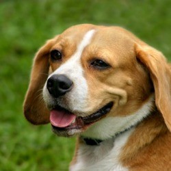 Beagle Mix