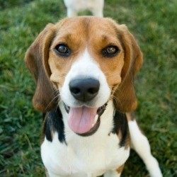 Beagle/Jack Russell Mix