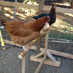 Building a Chicken Perch - branch perch