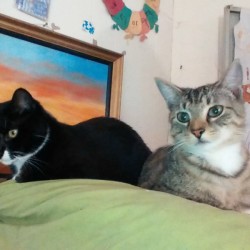 Wheat Kitty Litter is Awesome
