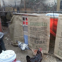burlap around coop