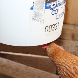 chicken using waterer