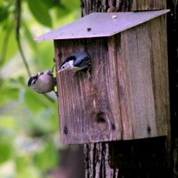 Get Bird Houses Ready Now - nuthatches on bird nesting box