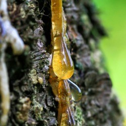 Tree Sap